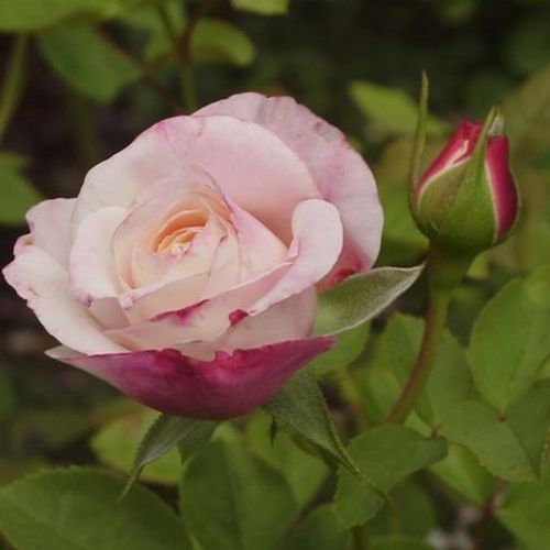 Rosa Eliane Gillet™ - alb - Trandafir copac cu trunchi înalt - cu flori tip trandafiri englezești - coroană tufiș